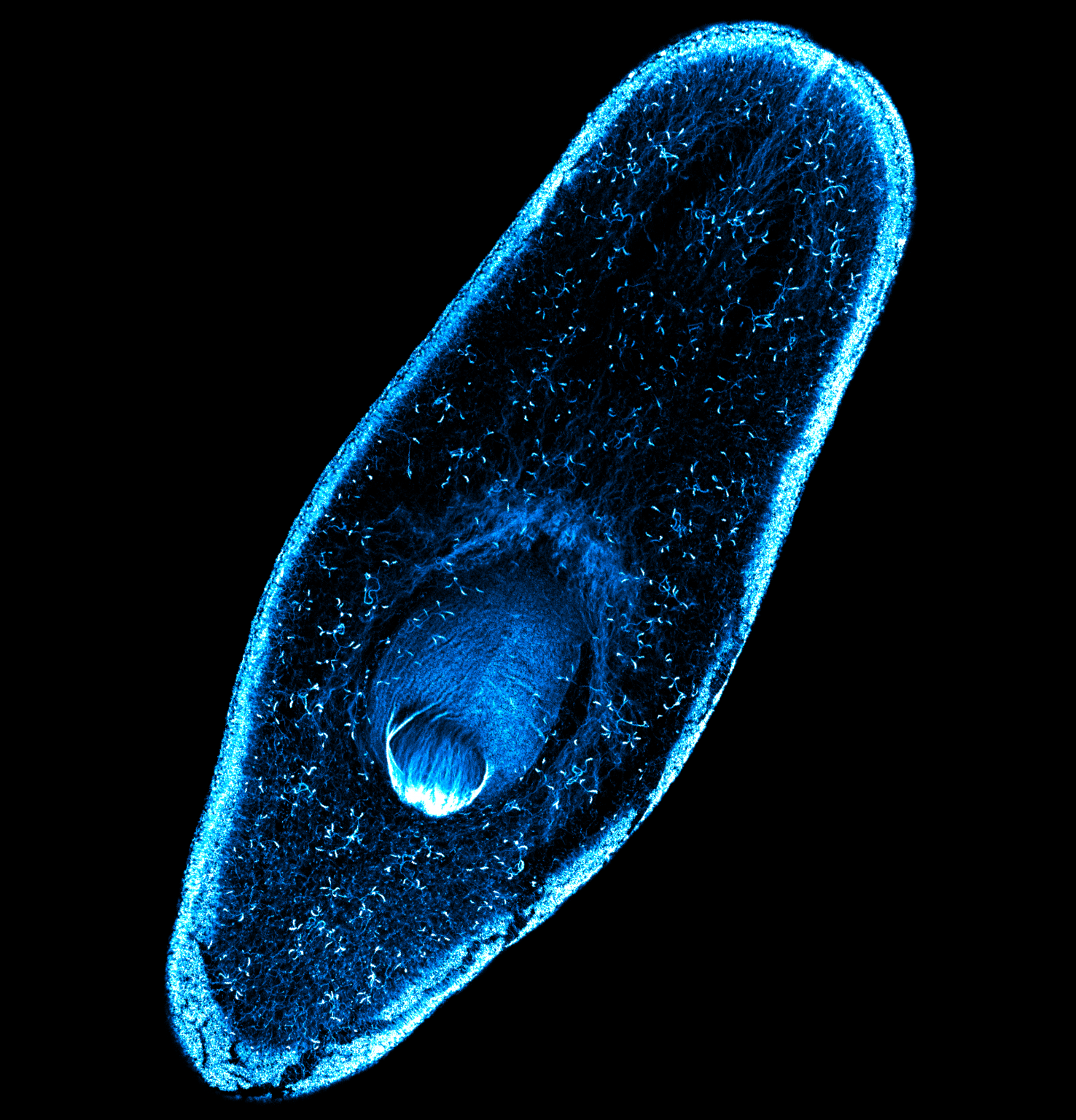 Duncan Lab UK Biology Graduate Program